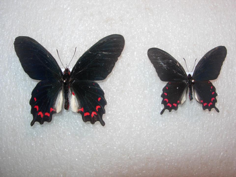 Parides montezuma small size (Internet Image property of respective owner, non-commercial use only)